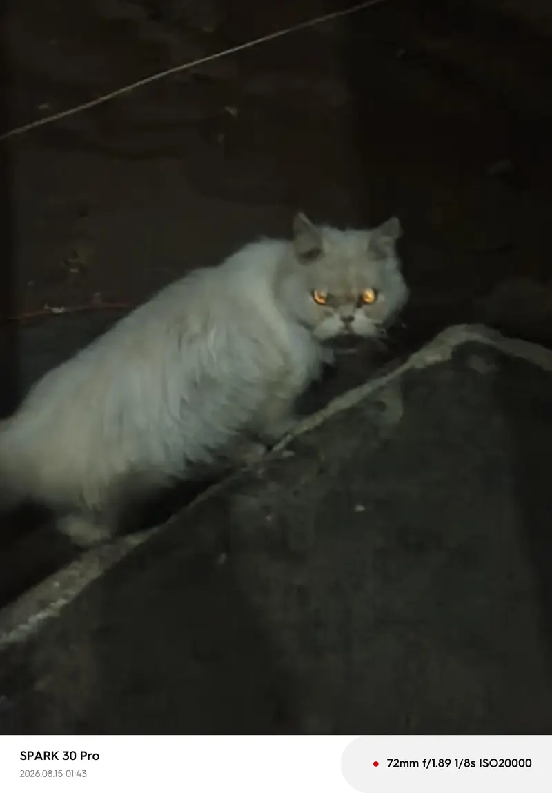 PERSIAN CAT FOR SELL — photo 2