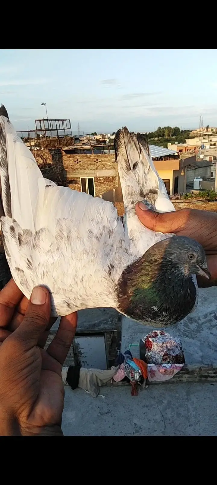 bht hi acha golden narr or teady narr ha breeder outclassed