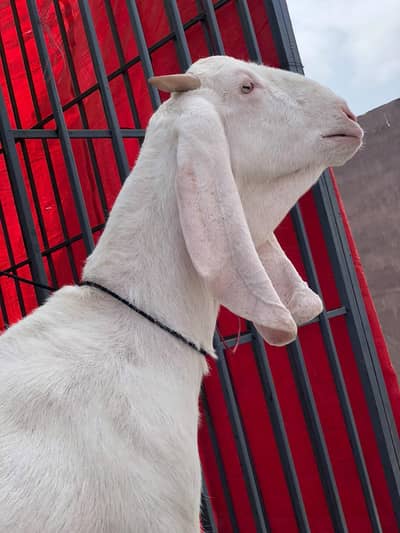 Gulabi Female pet