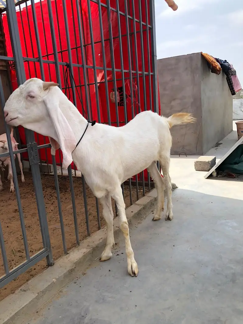 Gulabi Female pet — photo 2