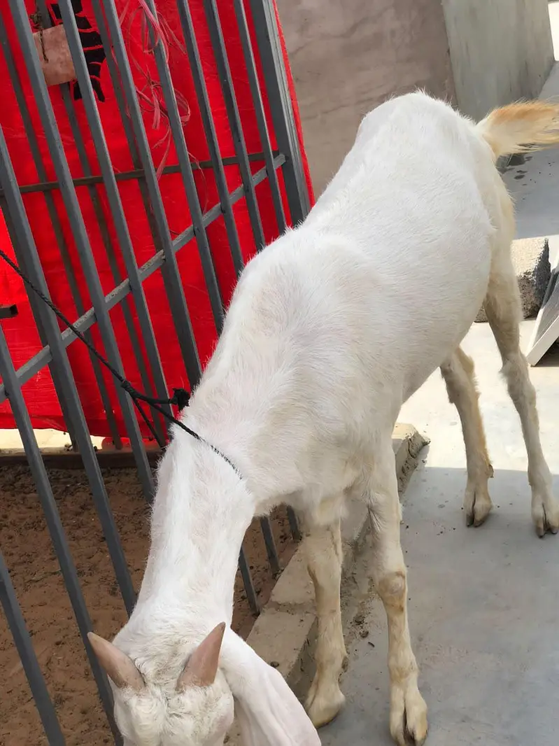 Gulabi Female pet — photo 3
