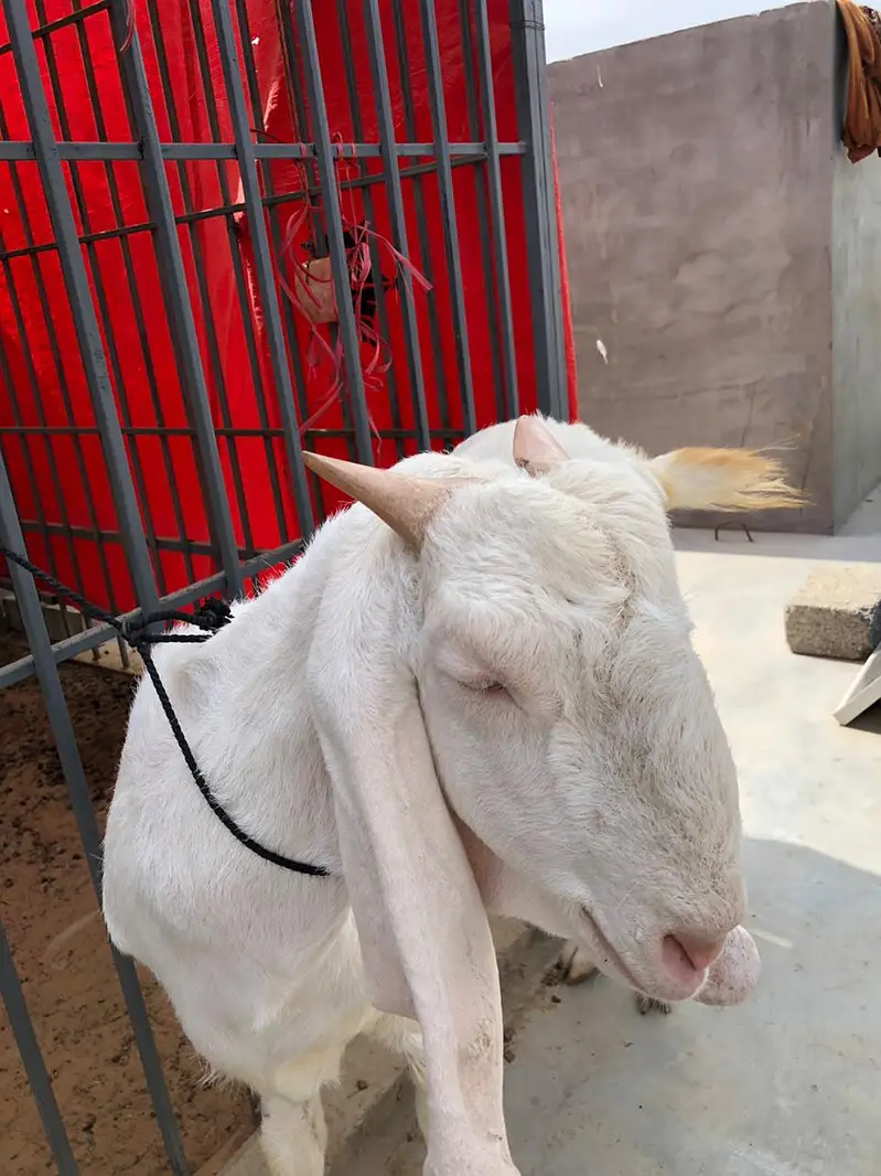 Gulabi Female pet — photo 4