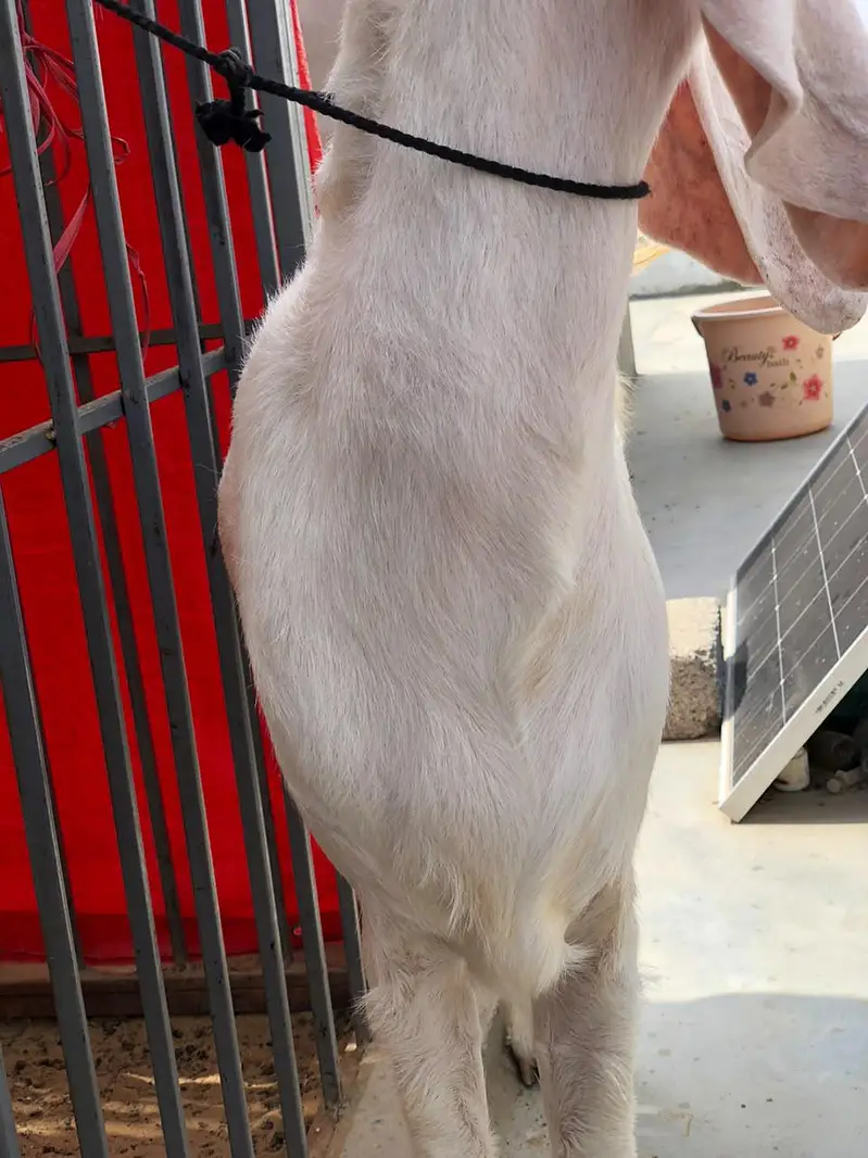 Gulabi Female pet — photo 5