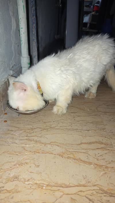 Persian cat male for sale family cat