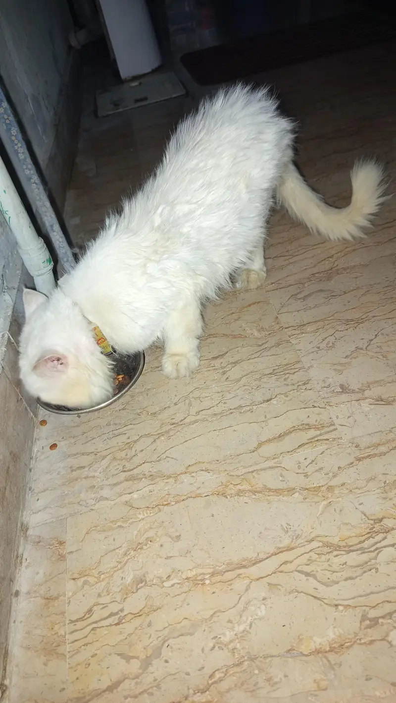 Persian cat male for sale family cat — photo 2