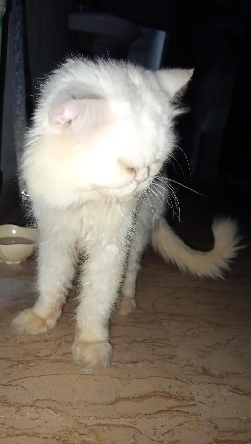 Persian cat male for sale family cat — photo 3