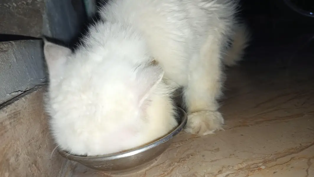 Persian cat male for sale family cat — photo 4