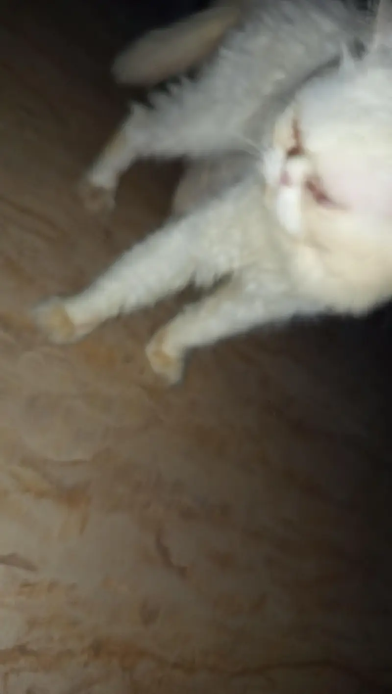 Persian cat male for sale family cat — photo 5
