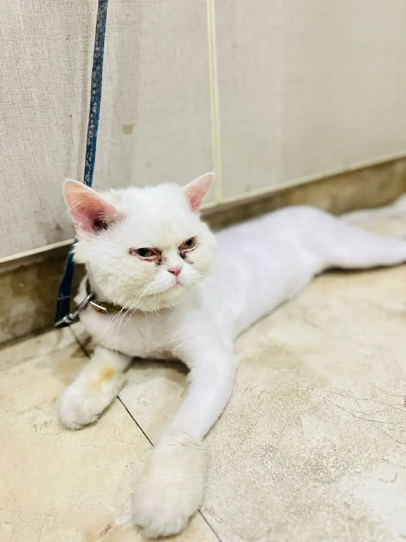 Persian cat male for sale family cat — photo 6