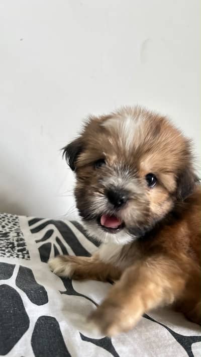 Shihtzu Pedigree Puppy 2 months