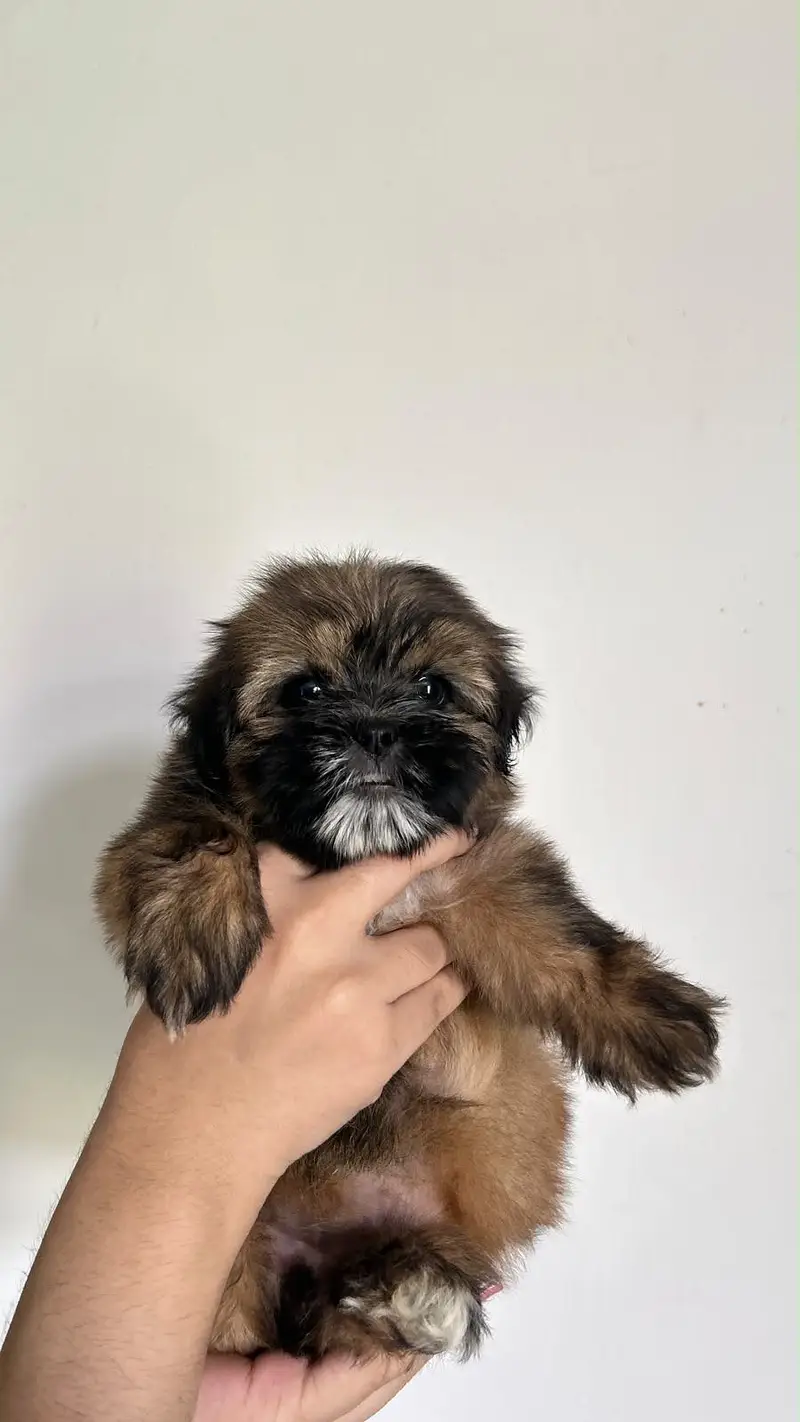 Shihtzu Pedigree Puppy 2 months — photo 2