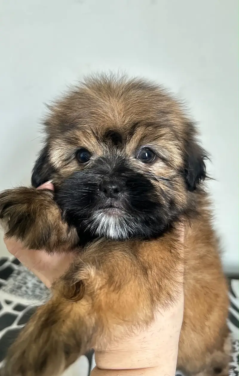 Shihtzu Pedigree Puppy 2 months — photo 3