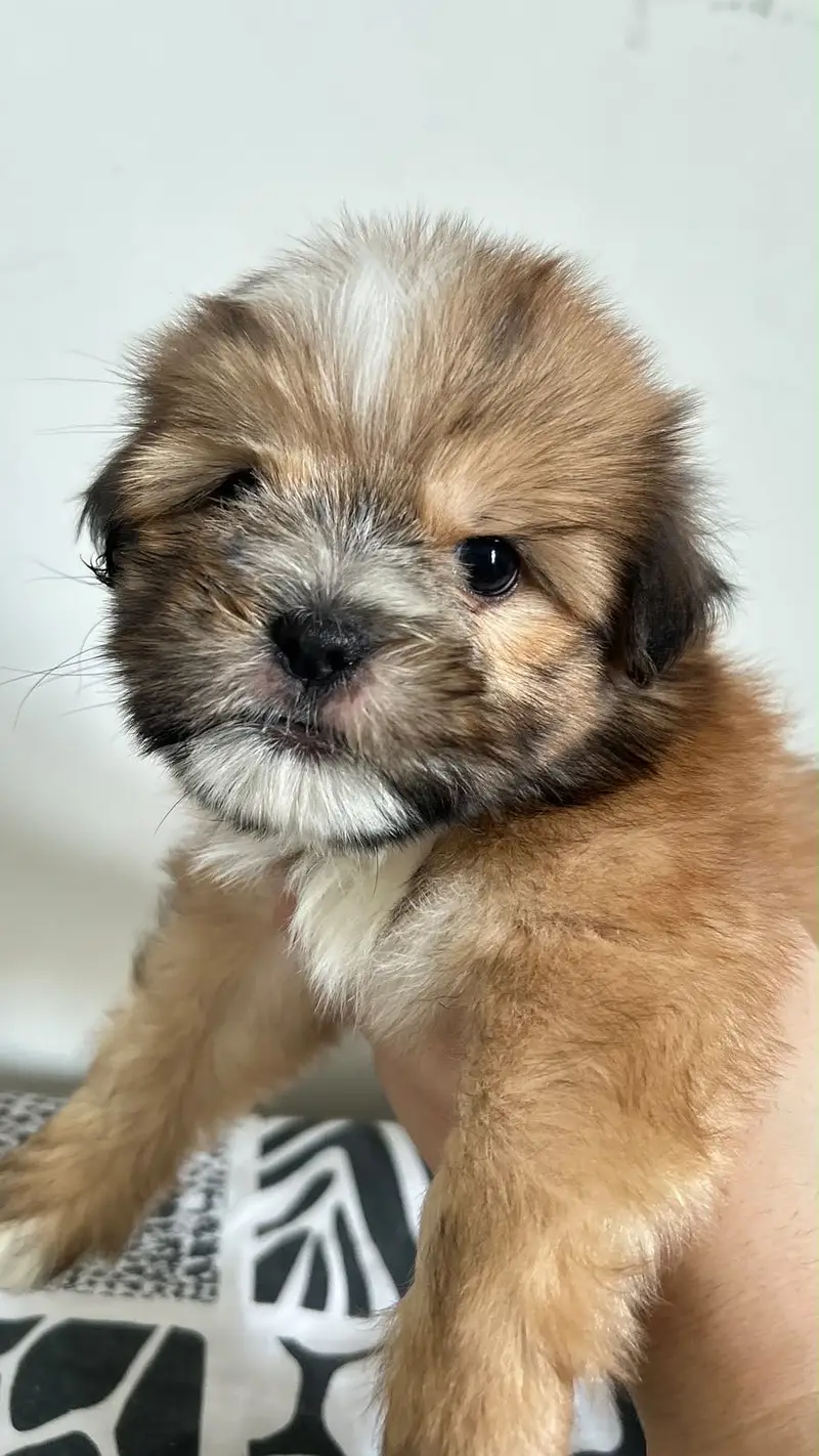 Shihtzu Pedigree Puppy 2 months — photo 4