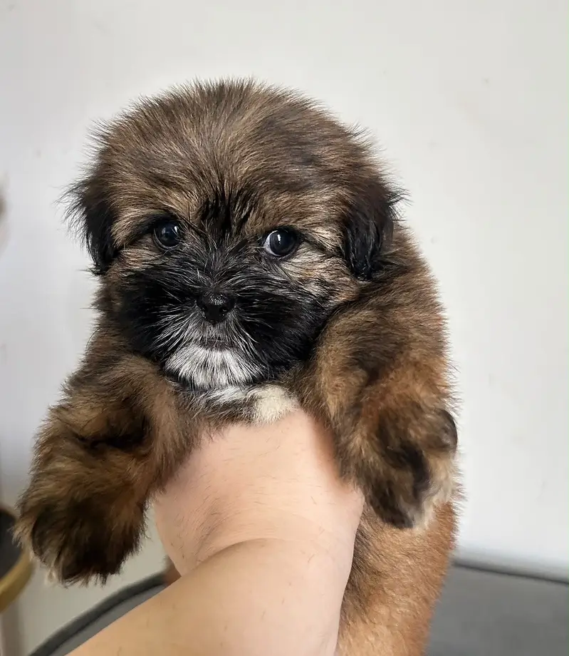 Shihtzu Pedigree Puppy 2 months — photo 5