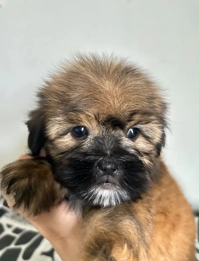 Shihtzu Pedigree Puppy 2 months — photo 6