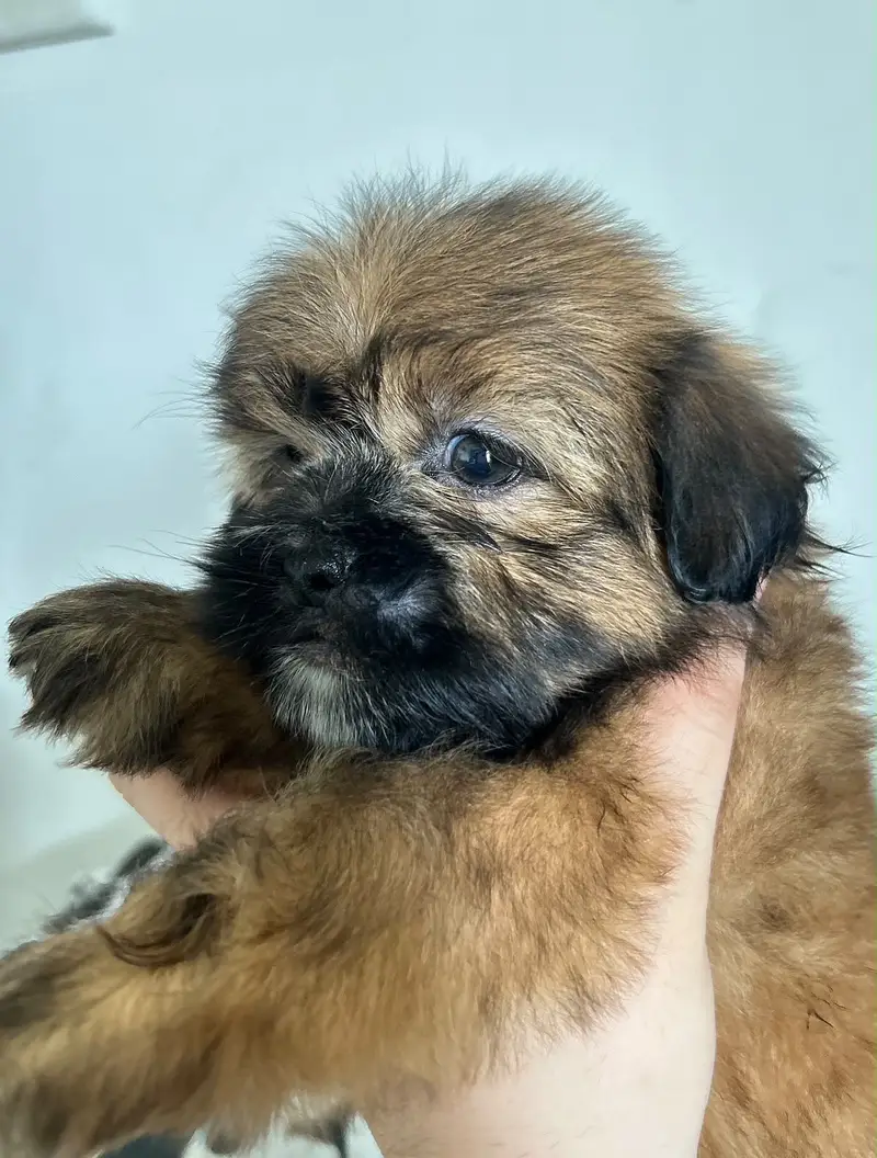 Shihtzu Pedigree Puppy 2 months — photo 7