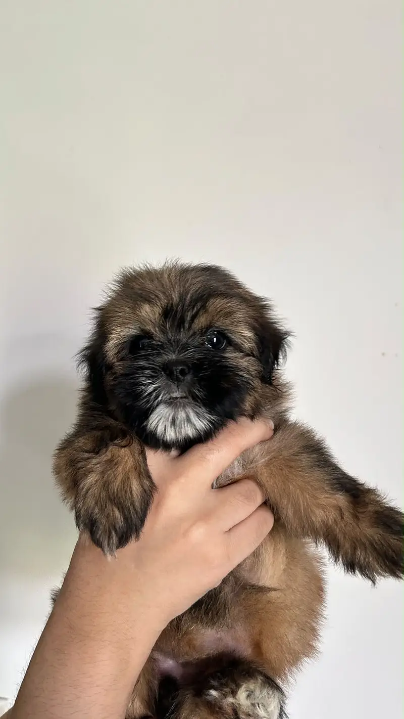 Shihtzu Pedigree Puppy 2 months — photo 8