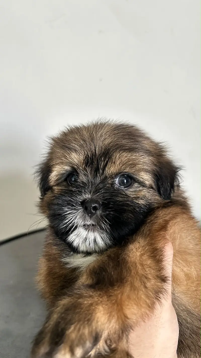 Shihtzu Pedigree Puppy 2 months — photo 9