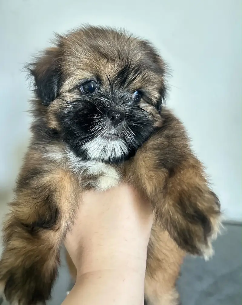 Shihtzu Pedigree Puppy 2 months — photo 10