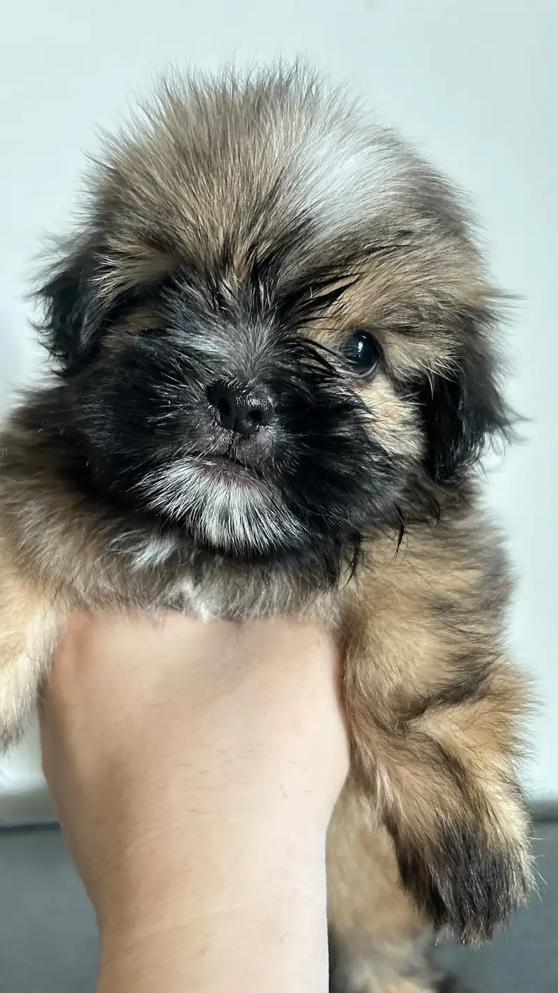 Shihtzu Pedigree Puppy 2 months — photo 11
