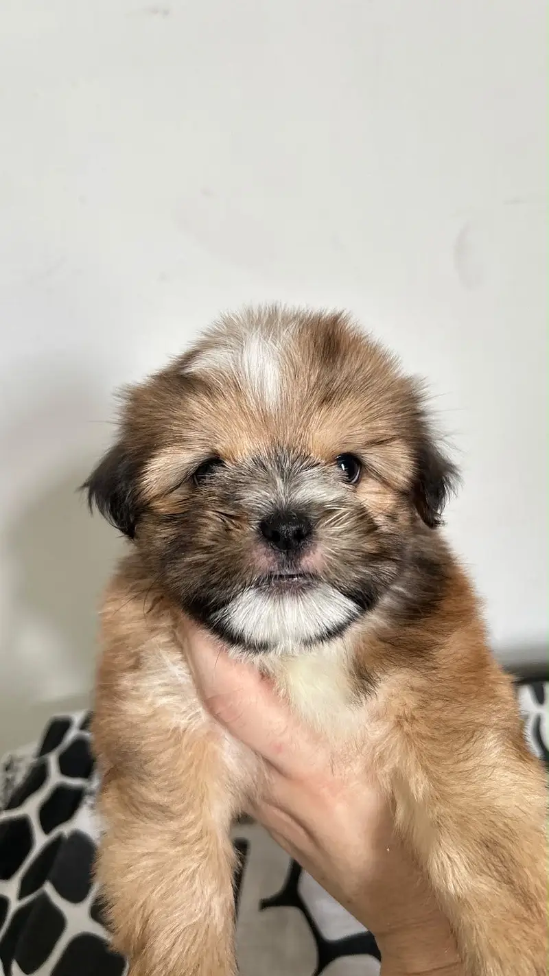 Shihtzu Pedigree Puppy 2 months — photo 12