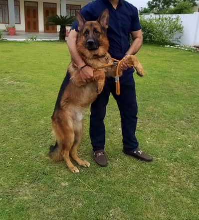 (cross available only) German shepherd Dog Stud available only