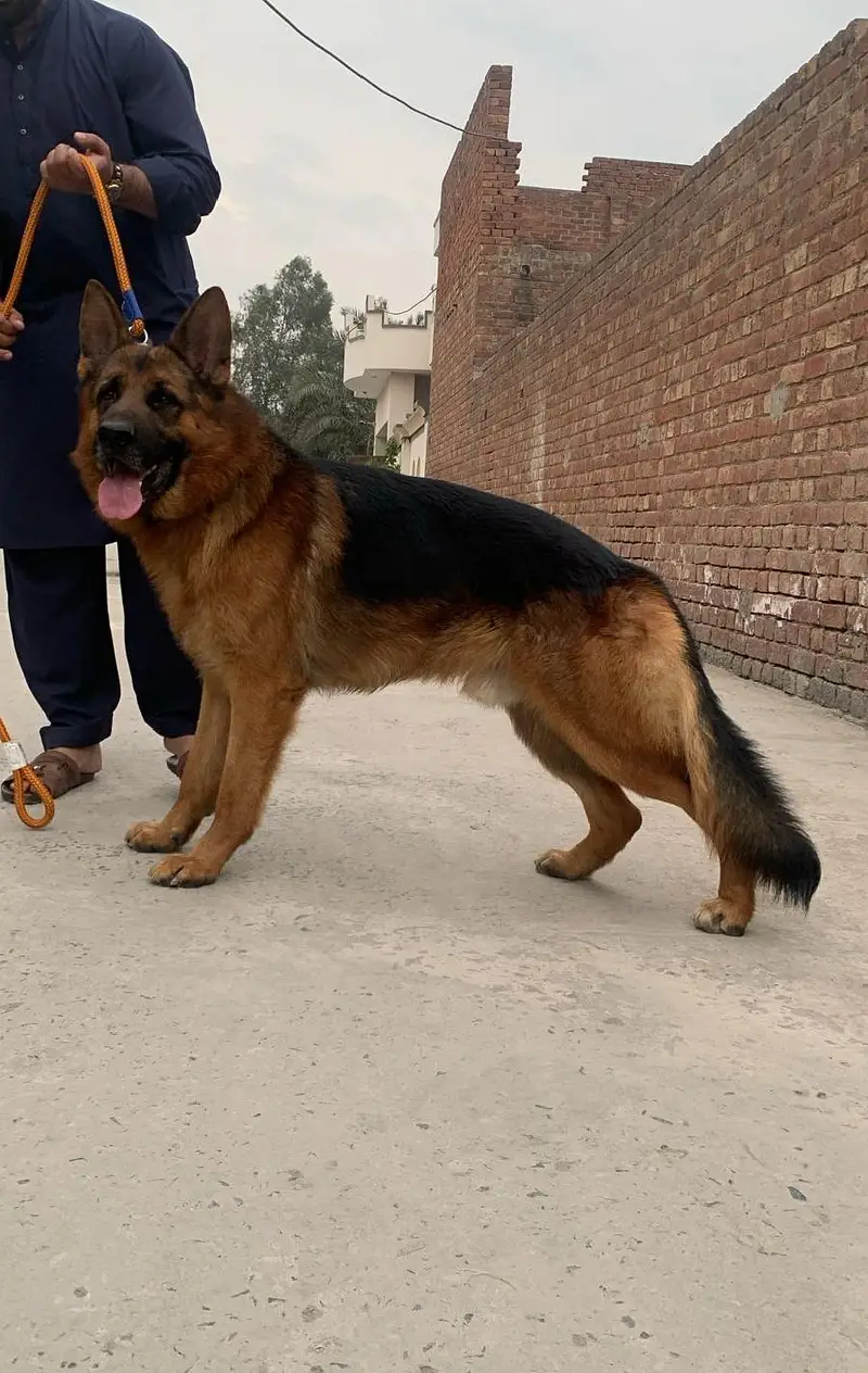 (cross available only) German shepherd Dog Stud available only — photo 2