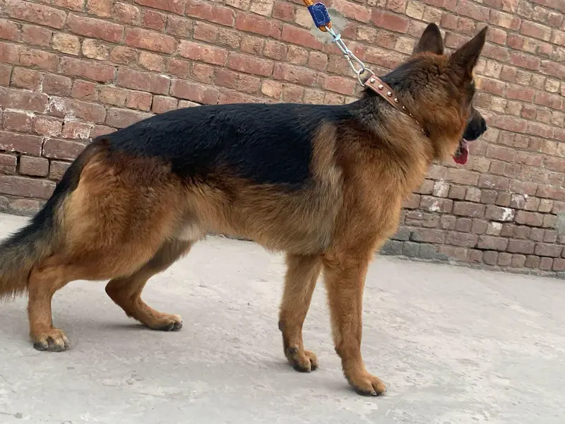 (cross available only) German shepherd Dog Stud available only — photo 3