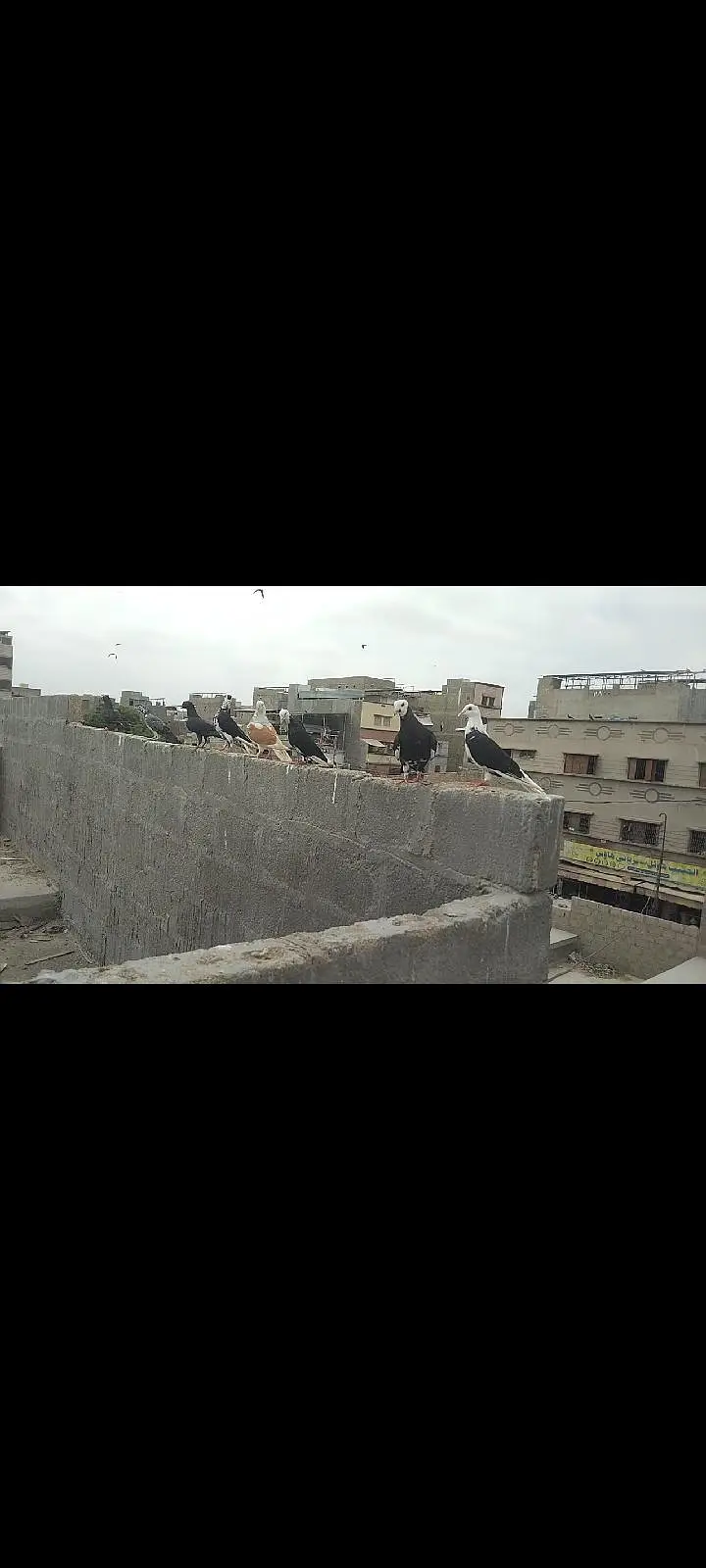 Gola  kabotar larta wa — photo 2