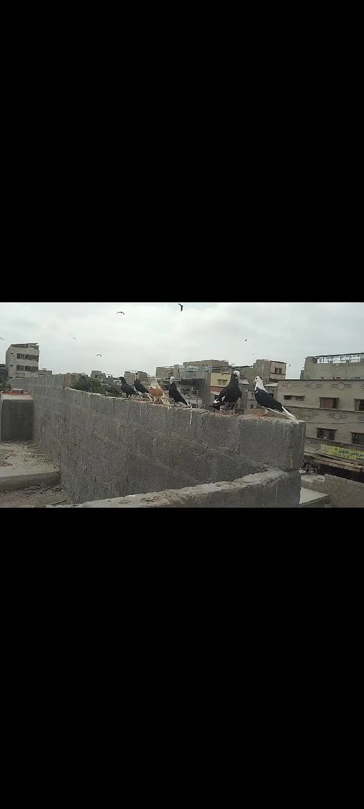 Gola  kabotar larta wa — photo 3