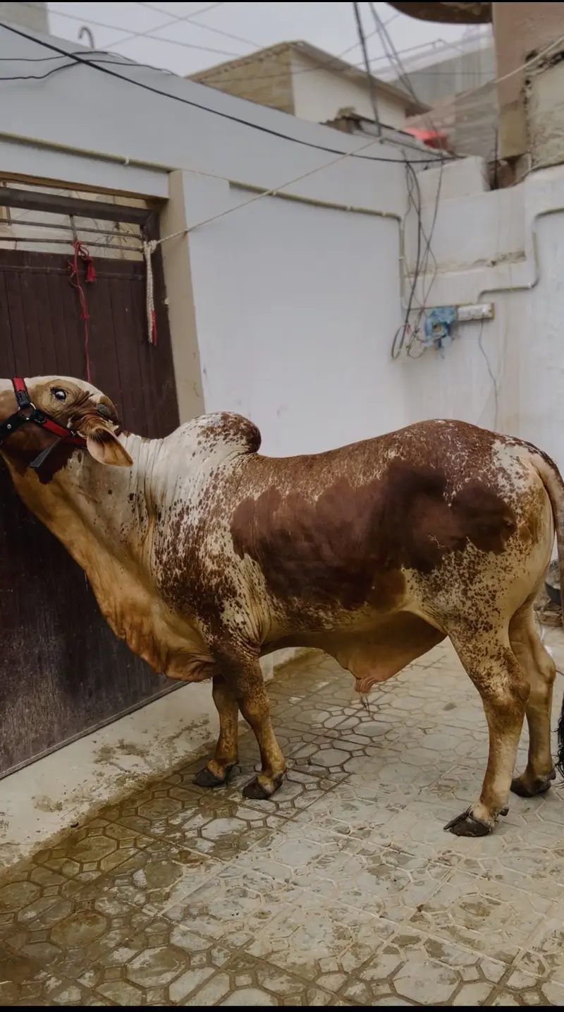 Bachra season 2027 — photo 2