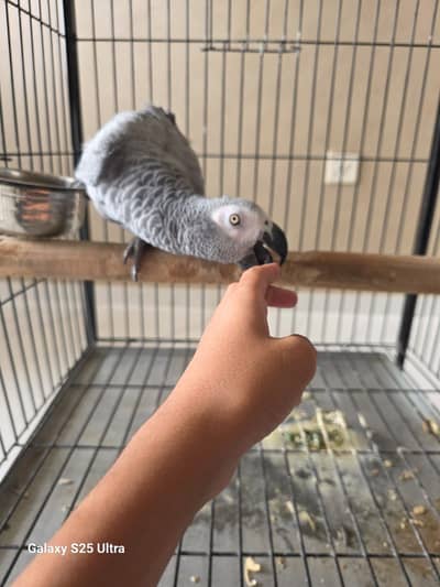 Grey parrot