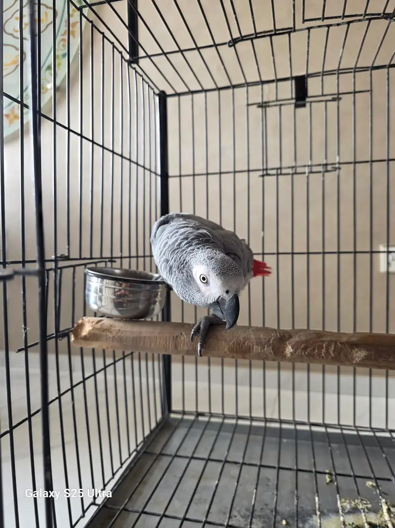 Grey parrot — photo 3