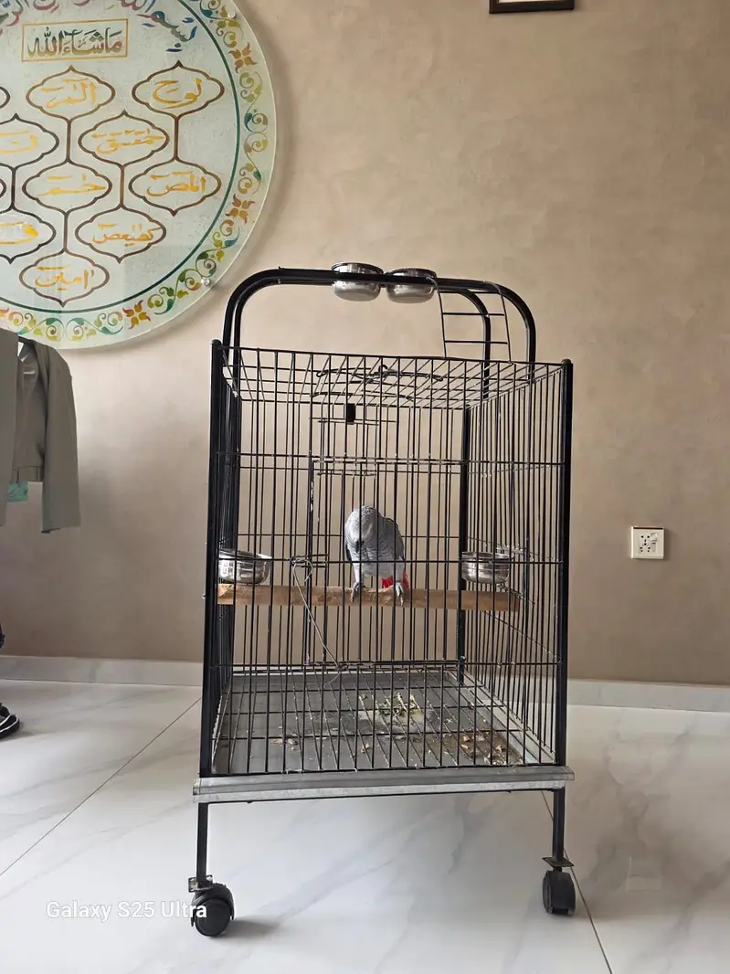 Grey parrot — photo 4