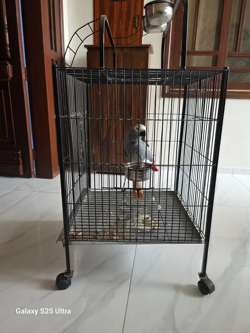 Grey parrot — photo 5