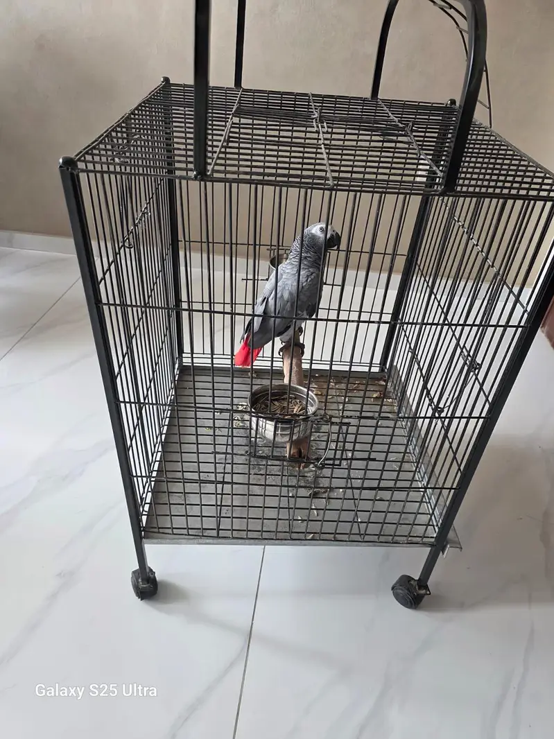 Grey parrot — photo 6