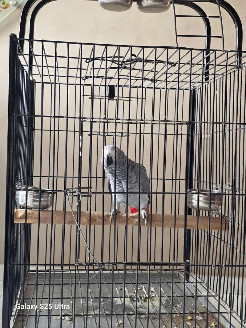 Grey parrot — photo 7