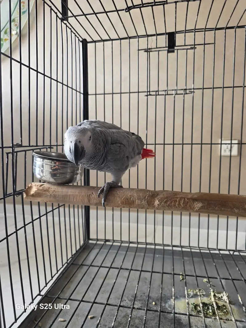 Grey parrot — photo 8