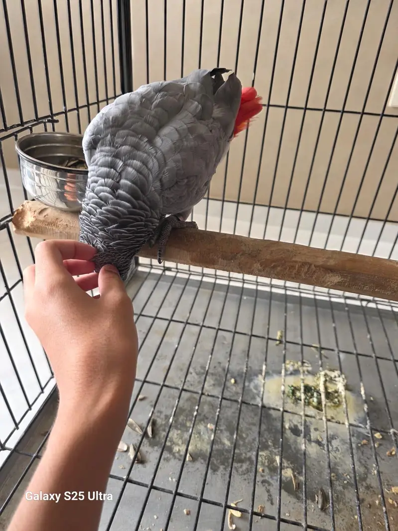 Grey parrot — photo 9