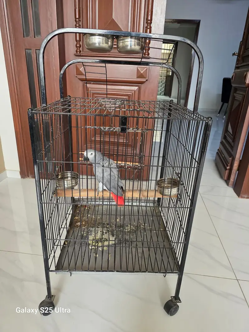 Grey parrot — photo 10