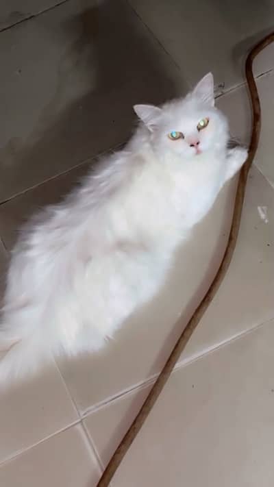 Cat for sale