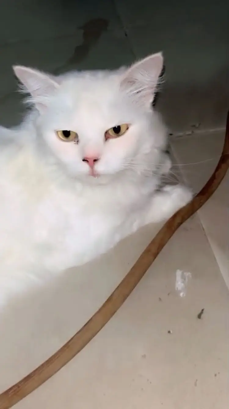 Cat for sale — photo 2