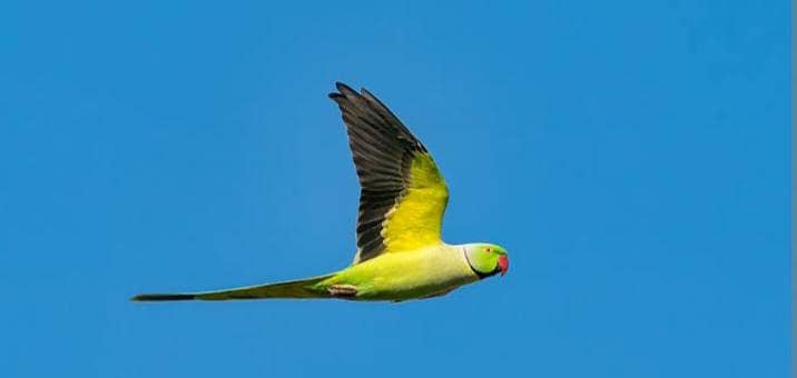 talking parrots 0