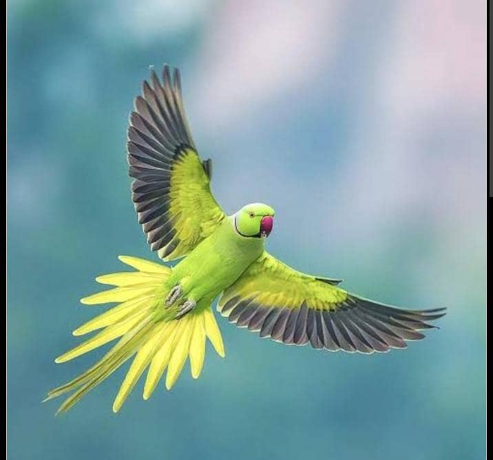 talking parrots 1