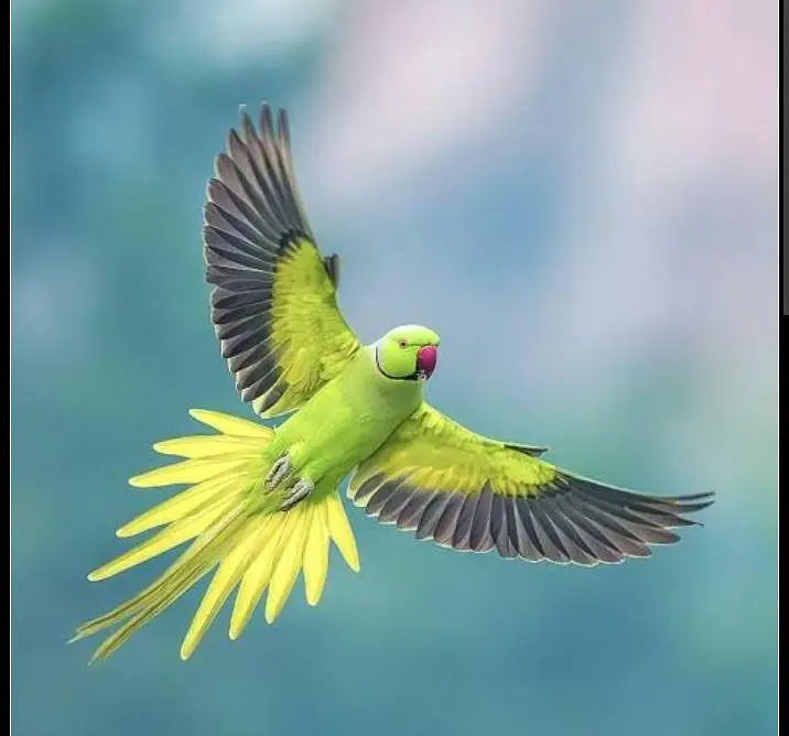 talking parrots — photo 2
