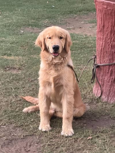 golden retriever