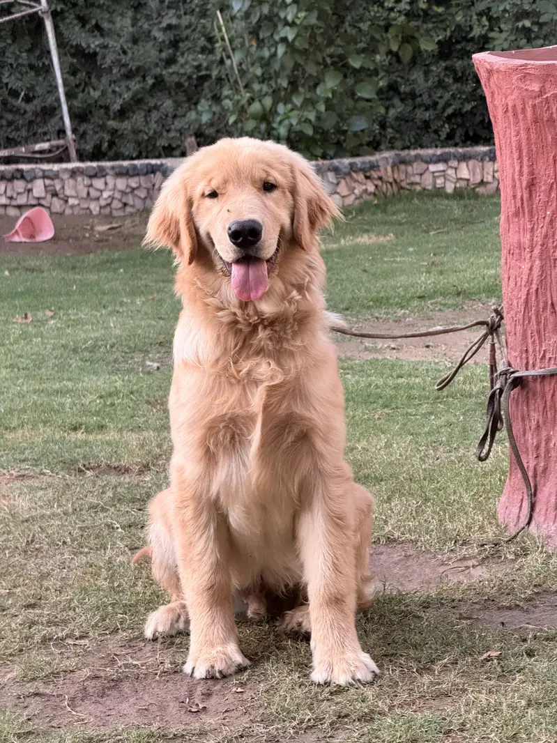 golden retriever — photo 2
