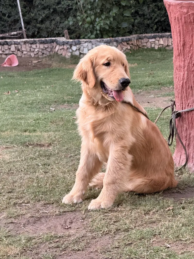 golden retriever — photo 3
