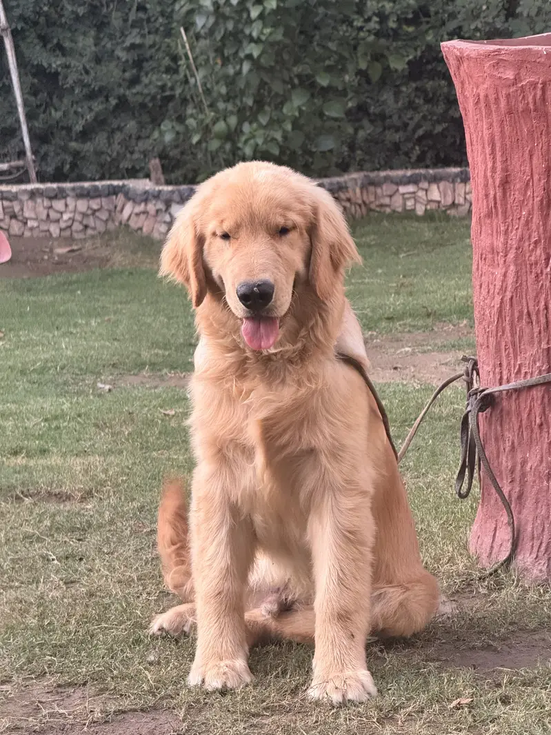 golden retriever — photo 4