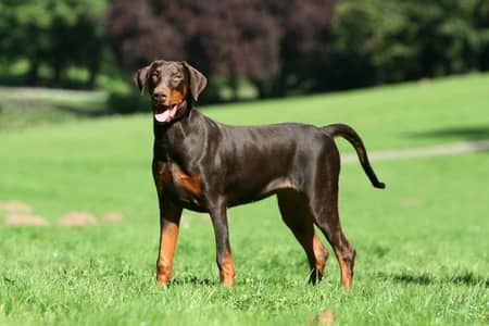 Doberman Pair For Sale (healthy, active and vaccinated)